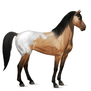 riding horse friesian black