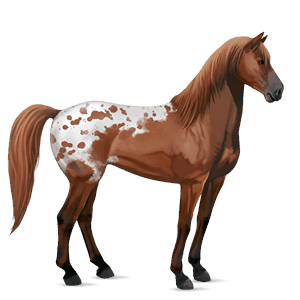 riding horse appaloosa chestnut snowflake 
