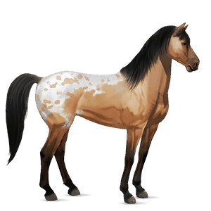 riding horse dun spotted blanket