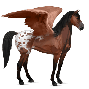 riding pegasus nokota black