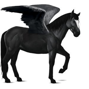riding pegasus mangalarga marchador black
