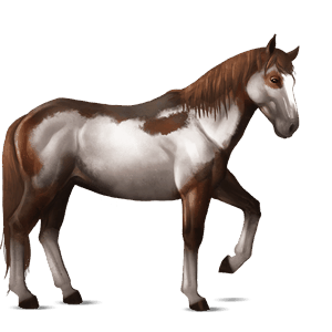 riding horse paint horse bay overo