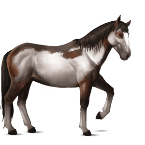 riding horse shagya arabian light grey