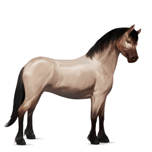 pony kerry bog dark bay