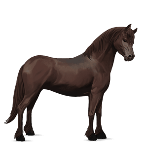 pony newfoundland pony dark bay