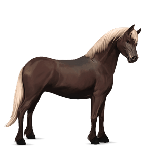 pony highland pony mouse grey