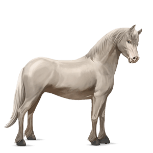 pony belgian riding pony chestnut