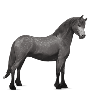 pony newfoundland pony dapple grey