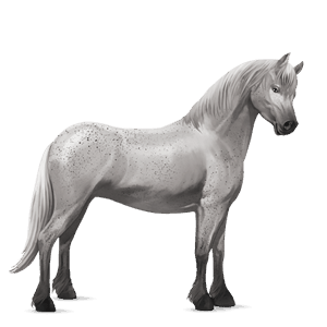 pony welsh light grey