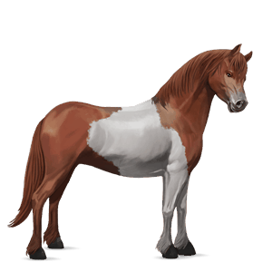 riding horse kwpn chestnut