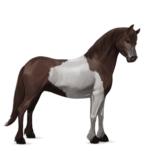 pony connemara flaxen liver chestnut 