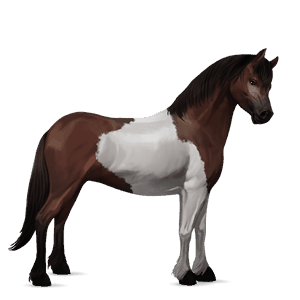 pony welsh dark bay