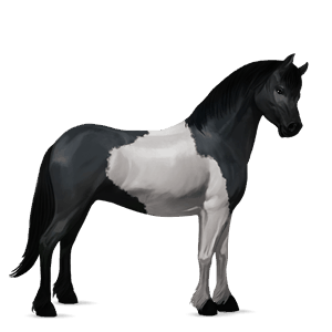 pony kerry bog black tobiano