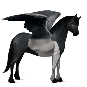 pegasus pony newfoundland pony dark bay