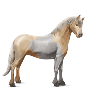 pony kerry bog palomino tobiano