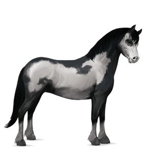 pony welsh dark bay
