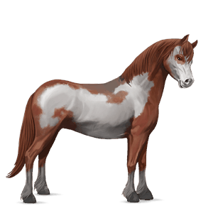 pony welsh chestnut