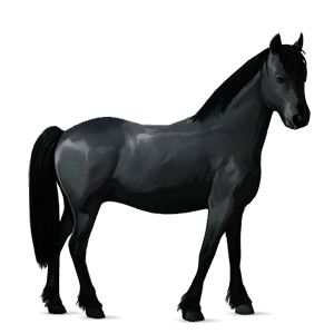 pony newfoundland pony light grey