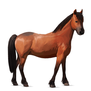 pony newfoundland pony light grey