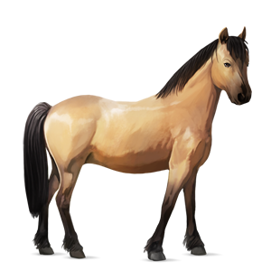 pony newfoundland pony light grey