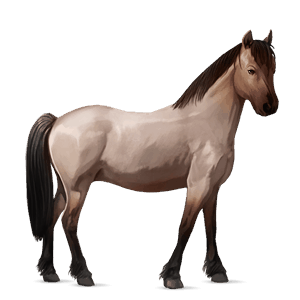 riding horse nokota black overo