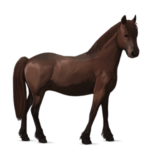 pony welsh liver chestnut