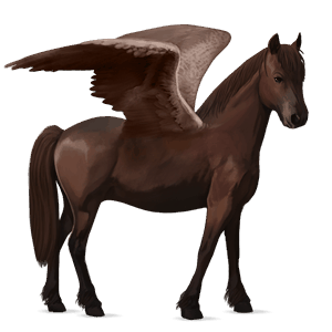 pegasus pony welsh bay