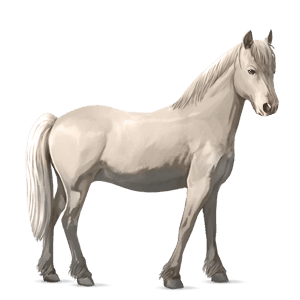 pony highland pony mouse grey