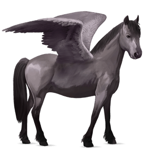 pegasus pony highland pony mouse grey