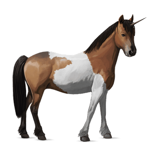 unicorn pony newfoundland pony bay