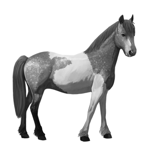 pony fjord brunblakk