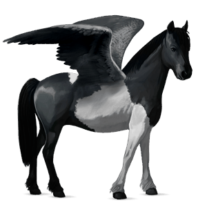 pegasus pony shetland black tobiano