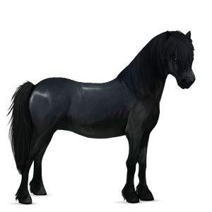 pony welsh black