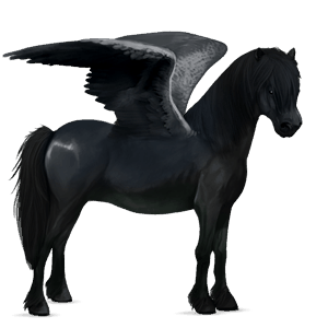 pegasus pony newfoundland pony black
