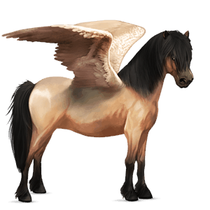 pegasus pony newfoundland pony dun