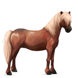 pony dark bay