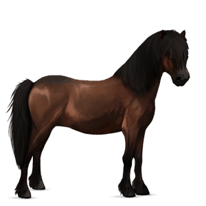 pony welsh chestnut