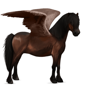 pegasus pony newfoundland pony dark bay