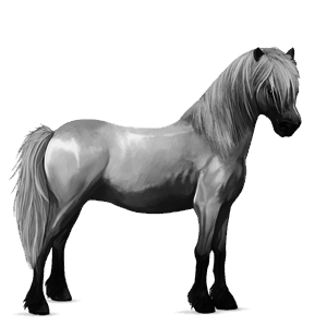 pony newfoundland pony light grey