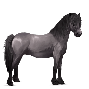 pony newfoundland pony mouse grey