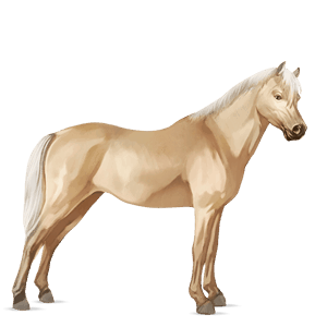 pony welsh black