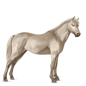 pony kerry bog light grey