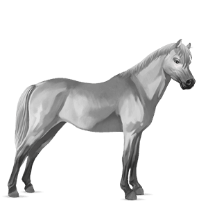 pony welsh dapple grey