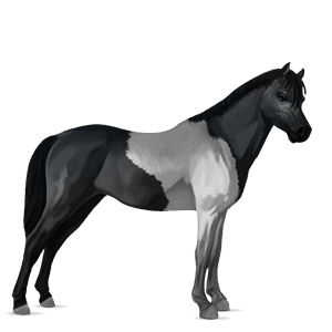 pony kerry bog dapple grey tobiano