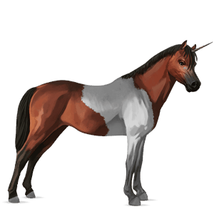 unicorn pony kerry bog dun