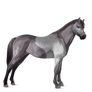 pony kerry bog mouse grey tobiano