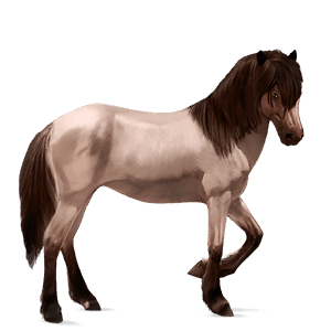 riding horse arabian horse dark bay