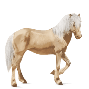 riding horse roan