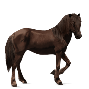 riding horse canadian horse liver chestnut