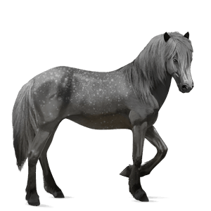riding horse paint horse cherry bay overo